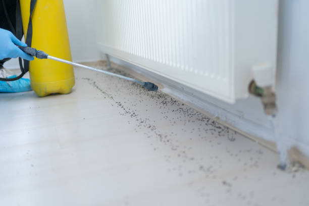 Best Affordable Pest Control Services  in Midland, WA